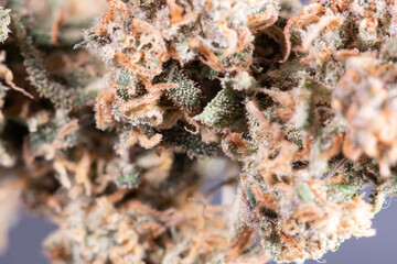 Obraz na płótnie Canvas Cannabis Buds closeup. Weed Drug Flower macro view