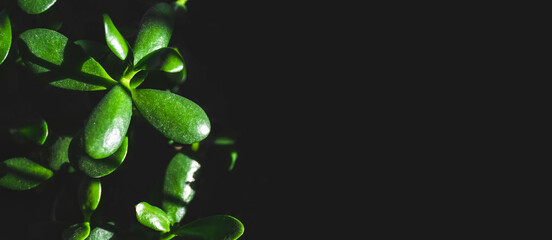 Dark black image of jade plant with copy space available. 