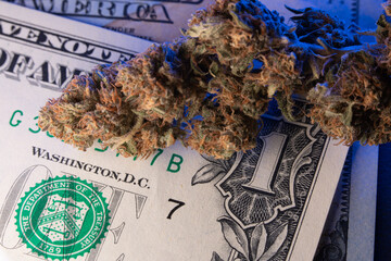 One Dollar Bill under hemp Buds. Closeup of Cannabis and American Money