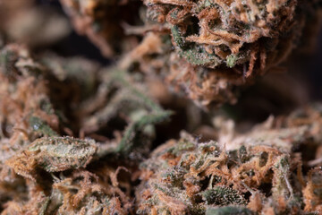 Cannabis flower, closeup of weed Drug. Hemp flower macro