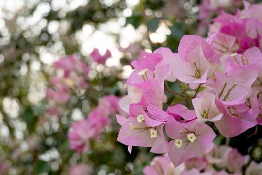 Bokeh photos and bougainvillea paper flowers for a beautiful pink backdrop.