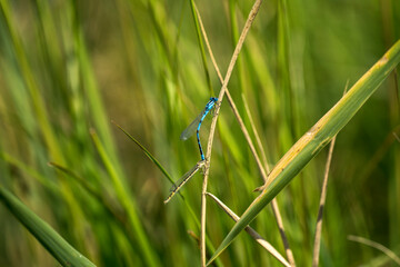 wildlife and wild animals, male variable damselfly mating with young adult female blue form
