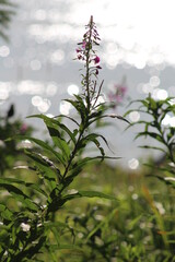 Fireweed 
