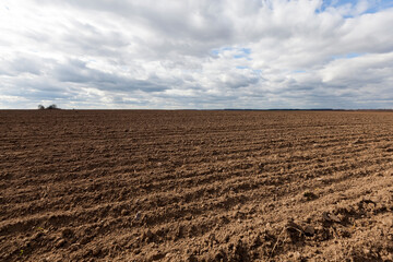 plowed agricultural field sown with grain