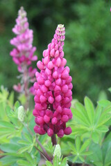 Obraz premium Flower