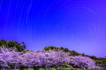星空と夜の桜