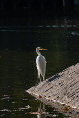 garza en lago de parque publico sin personas