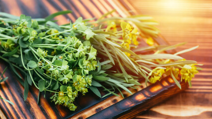 Medicinal plant Euphorbia esula, commonly known as green spurge or leafy spurge of milkweed in...
