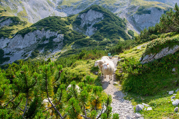 Fototapeta na wymiar sheeps in the mountains 