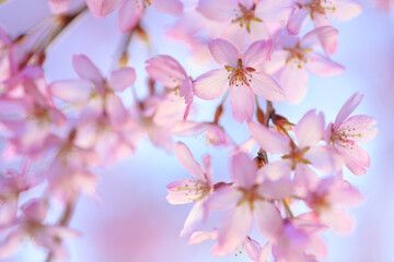 pink cherry blossoms