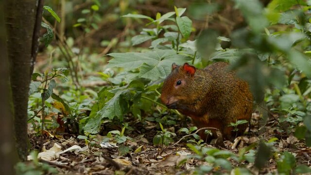 Cotia comendo no meio da floresta / Agouti eating in the middle of the forest