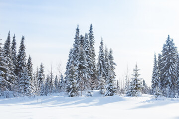 Winter spruce forest in the snow