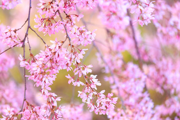 pink cherry blossoms