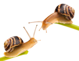 Two snails on a white background