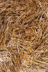 straw after the wheat harvest, an agricultural field