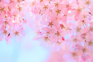 pink cherry blossoms