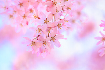 Obraz premium pink cherry blossoms