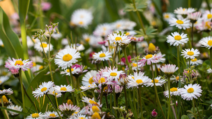 Fototapeta premium field of daisies