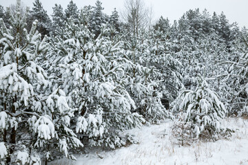 snow-covered trees in the winter