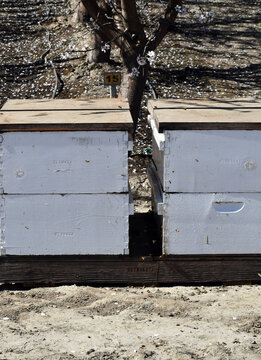 Close up shot of honey bee box on palot