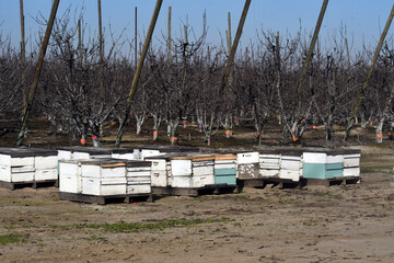 Landscape shot of honeybee boxes during pollination period