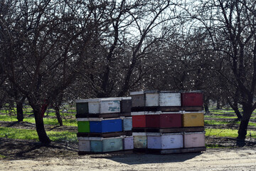 Landscape shot of honeybee boxes