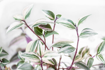 Image of tradescantia fluminensis  tricolor plant with pink and yellow leaves.