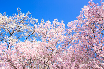 cherry tree blossom