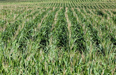 agricultural field where green corn grows, closeup