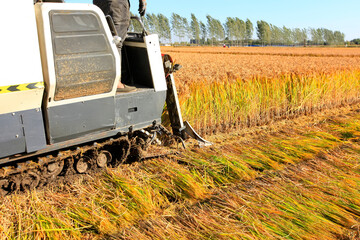 Harvester machine is harvesting rice