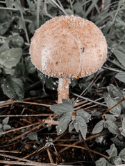 mushroom in the forest