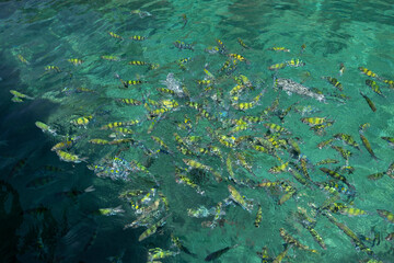 A group of small fish came up to the surface of the water.