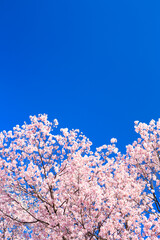 cherry tree blossom