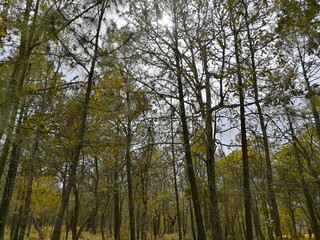 Obraz premium Mystical forest