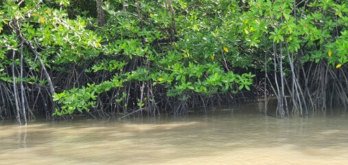 Mangrove swamp forests along the river bank of the Borneo Island, Malaysia