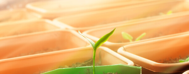 Young seedlings of pepper. Banner Green sprout of young plant. Gardening. Growing of plant