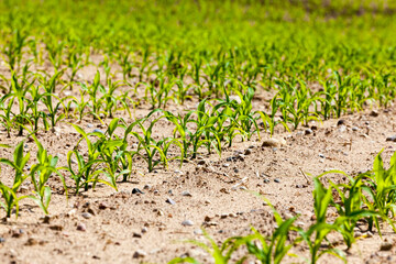 agricultural activity related to the cultivation of sweet corn