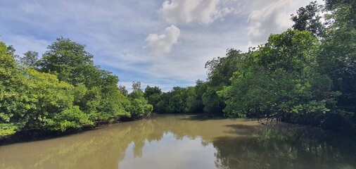 Mangrove swamp forests along the river bank of the Borneo Island, Malaysia