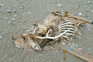 エゾシカの死体（北海道・野付半島）
