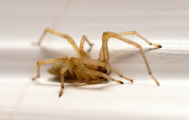 creepy spider on a surface