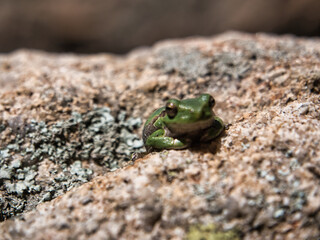 Piccola Rana in una roccia della Sardegna