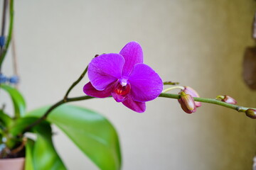 beautiful purple orchid flower in bloom	