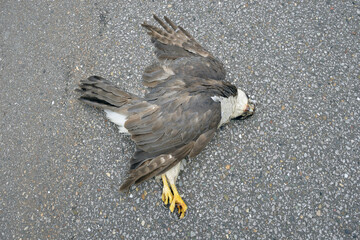 オオタカの死体（北海道・津別町）
