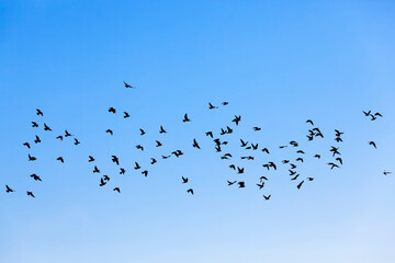 a large number of birds against the sky