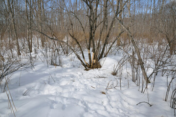 エゾシカの食痕（北海道・釧路湿原）

