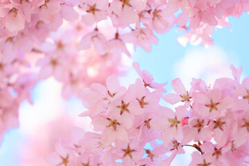 pink cherry blossom in spring