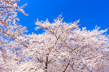 pink cherry blossoms