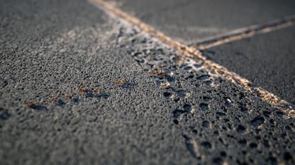 Ants on the ground