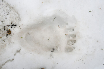雪上のヒグマの足跡（北海道・知床）
