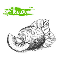 Hand drawn sketch black and white kiwi fruit, slice, leaf. Vector illustration. Elements in graphic style label, card, sticker, menu, package. Engraved style illustration.